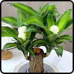 A Set of Green Plant Brazilian Wood Water Raise Lucky Wood Potted Tree Indoor US