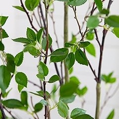 42in Artificial Bougainvillea Tree with Pink Blooms and Green Foliage – Faux