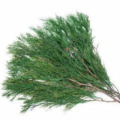 4OZ Preserved Real Pine Leaves Branches -17» Natural Greenery Plants Twigs S…