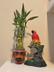 Lucky Bamboo Plants 6×8″, Ideal Unique, Cute Gift, Indoor Perennial