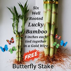 Lucky Bamboo Plants 6×8″, Ideal Unique, Cute Gift, Indoor Perennial