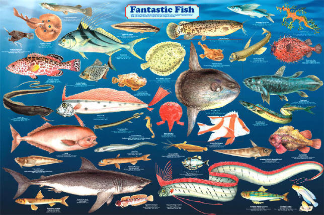 Fantastic Fish Educational & Decorative Chart Poster 36 x 24 FREE SHIPPING