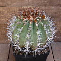 D3846 FEROCACTUS LINDSAYI VERY OLD pot14-H16-W17 cm MaMa Cactus