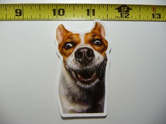 RAT TERRIER WAITING TREAT FUNNY DOG SMALL STICKER DECAL PET PLAY FURBALL