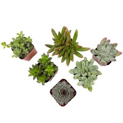 Multicolor Succulent Plants Live Indoor Pack of 6 Easy Care Grower Pots New