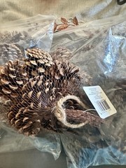 Natural Pinecone Lot Multiple Sizes Ranging From Small To Medium/Large