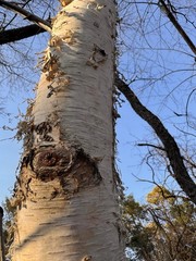 Real Fresh Live White Birch Tree 6 Feet For DIY Home Decor