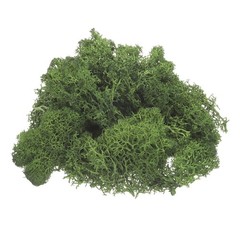 Pack of 1 Preserved Reindeer Moss 4 OZ Fake Moss for Crafts Dark Green