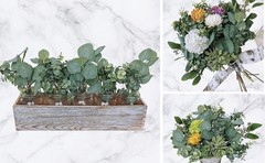 10 Pcs Mixed Eucalyptus Leaves Stems Bulk Artificial Sier Dollar Pis