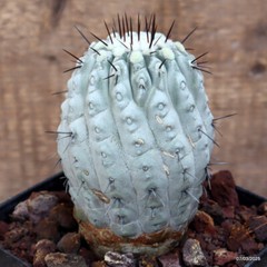 D3817 COPIAPOA CINEREA KK1734 pot12-H12-W8 cm MaMa Cactus