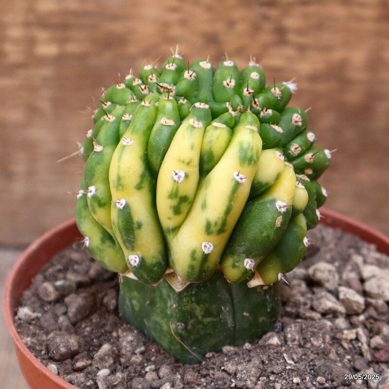 D4402 CEREUS PACHA. CRESTED VARIEGATED GRAFT pot10-H8-W6 cm MaMa Cactus