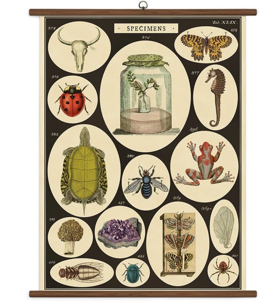 Vintage School Chart Specimens Cavallini & Co. Ready-To-Hang 28×40″