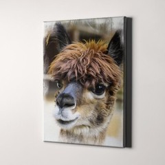 Alpaca Canvas Wall Art Print | Farm Animal Home Decor