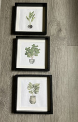 Set of 3 Small Plant Botanical Pictures 6″ x 6″ each – NEW!