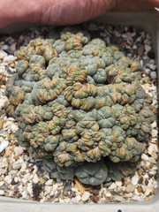Large RARE crested cactus, self pollinating, shown in 6″ pot