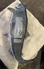 30” Salmon Half Mount King Salmon (Chinook) or Coho