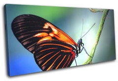 Butterfly Nature Animals SINGLE CANVAS WALL ART Picture Print