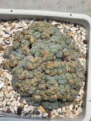 Large RARE crested cactus, self pollinating, shown in 6″ pot