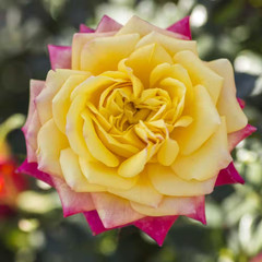 2.5 In. Sunblaze Rainbow Mini Rose Bush with Yellow-Orange-Red Flowers (3-Pack)