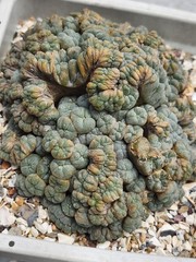 Large RARE crested cactus, self pollinating, shown in 6″ pot