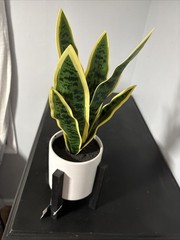 Artificial Snake Plant