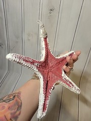 Starfish 8″ Wall Hanging Ocean Sea Decor Bathroom Any Room