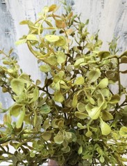 12″ Faux Realistic Baby Grass Greenery Pick Stem – Spring Greenery- Everyday