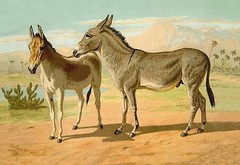 Abyssinian Male and Indian Onager Female Samuel Sidney Poster Print