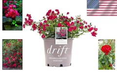 Red Rose Shrub – Seasonal Blooms – Easy Care