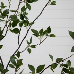 8ft Citrus Artificial Tree with Bendable Branches, Realistic 96in Minimalist