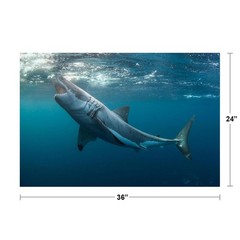 Great White Shark with Jaws Open Photo Art Print Poster 24×36 inch