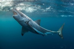 Great White Shark with Jaws Open Photo Art Print Poster 24×36 inch