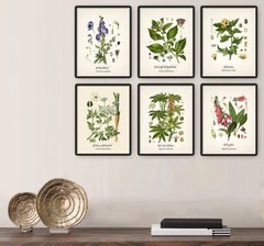 Vintage Botanical Poisonous Plant Floral Print Set Wall Art Prints Set of 6