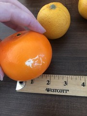 Vintage Artificial Foam Fruit Oranges Set Of 9 Some Damage See Pictures