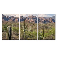 Wall26 – Saguaros in Sonoran Desert – Canvas Art Wall Decor – 24″x36″x 3 Panels