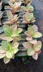 Aglaonema Emerald Plant Chinese Evergreen Live Houseplant Easy Care Indoor Plant