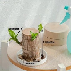 A Set of Green Plant Brazilian Wood Water Raise Lucky Wood Potted Tree Indoor US