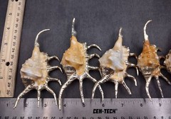 Silver-Plated Oranger Spider Seashell (1 Shell approx. 4+ inches)