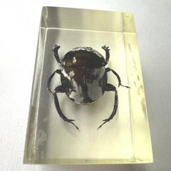 Real Insect Specimen Beetle Encased in Resin Paperweight Display 1.5″ x 1″