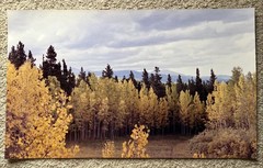 Colorado Aspens Cripple Creek Gold Mine Rocky Mountain Fall Medium About 16 X 28