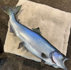 30” Salmon Half Mount King Salmon (Chinook) or Coho