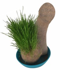 HAIRY BALLS – Grow Your Willy Pecker Chia Pet Plant – Adult Gag Prank Joke