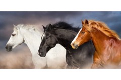 Horse In Line Portrait White Black Brown Animal Photo Art Print Poster 12×18
