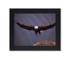 American Bald Eagle Bird Wings Open Lands in Nest Wall Picture Black Framed