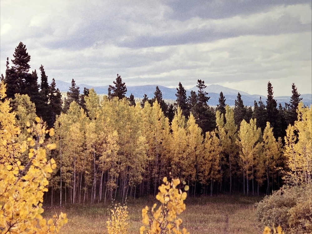 Colorado Aspens Cripple Creek Gold Mine Rocky Mountain Fall Medium About 16 X 28