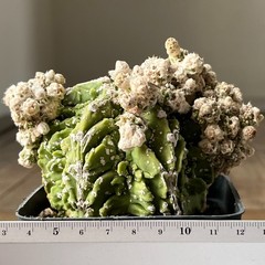 A39-2041 Astrophytum myriostigma cv. Fukuryu, own root