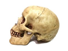 Realistic Human Skull Statue Polyresin Halloween Gothic Table Home Decor