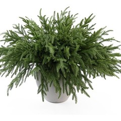 12 Pcs 19.5 Inches Christmas Norfolk Pine Branches-NEW-X