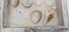 Handmade Florida Gulf Coast Seashell Shadow Box 8×8 Beach Coastal Decor Wall Art