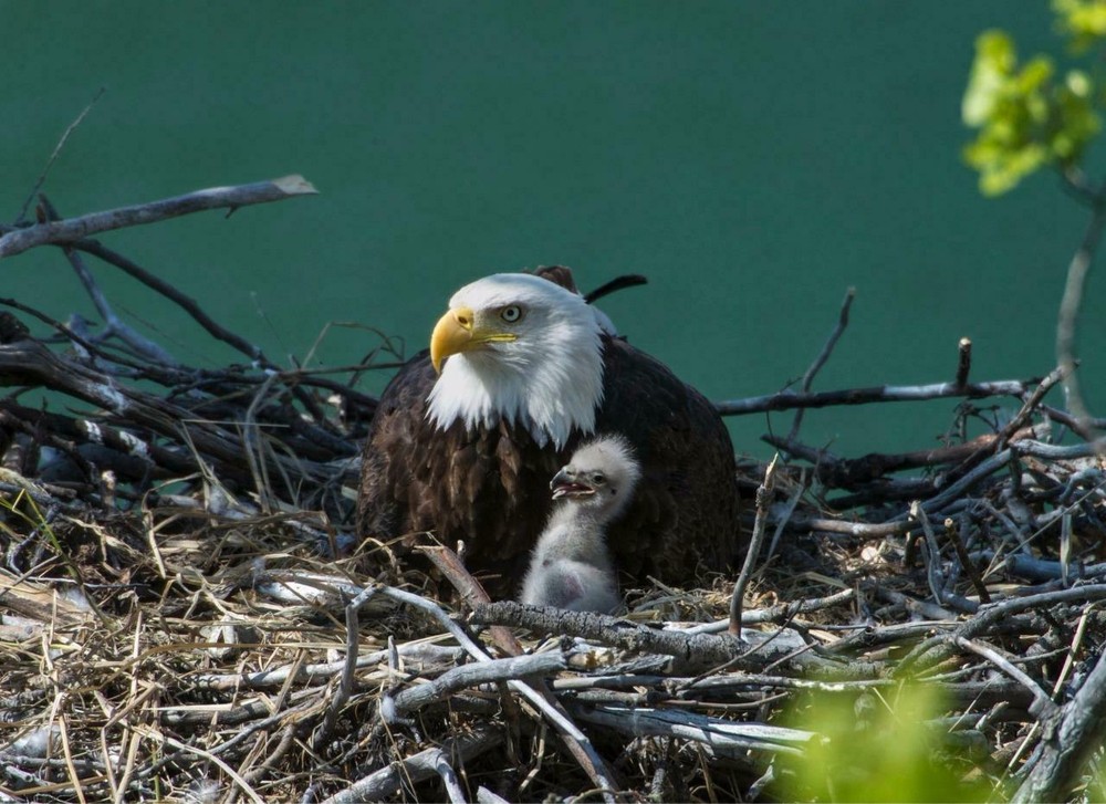 BALD EAGLE GLOSSY POSTER PICTURE PHOTO PRINT american usa bird freedom baby 3030